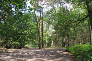 forêt