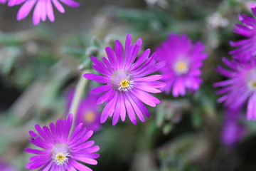 Obraz premium delosperma floribundum