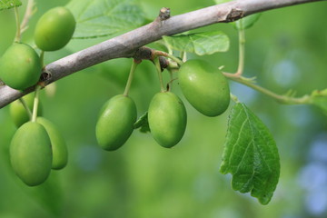 damsons growing