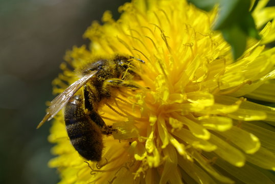 abeille butinant sur une fleur de pissenlit