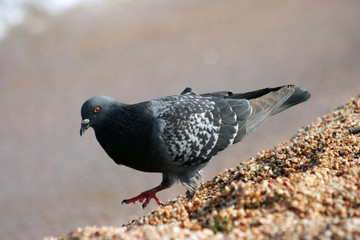 pigeon