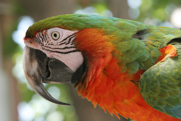 beautiful parrot