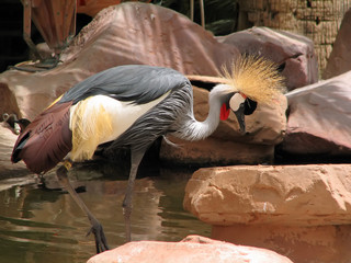 african crane © John Saxenian