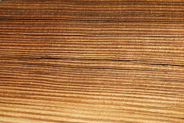 dried wood pattern in the parks