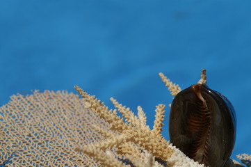 coraux et porcelaine