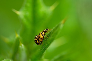 coccinelles