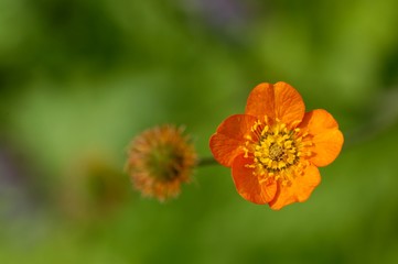 fleur orange