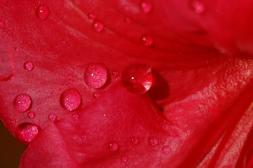 rosée sur fleur rouge