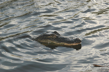 american alligator
