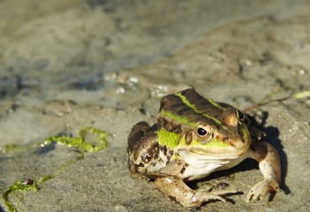 frog
