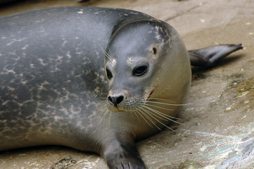 seal portrait