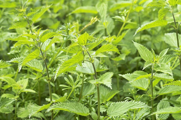 stinging nettles