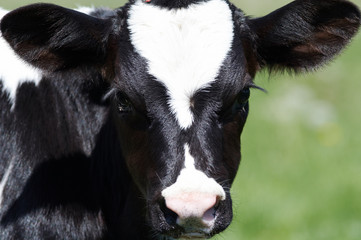 calf