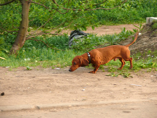 dachshund