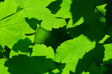 Fototapeta na wymiar leaves