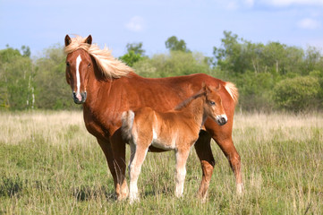mare and colt profile