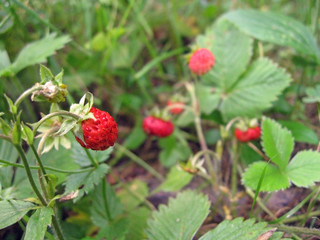 forest strawberry