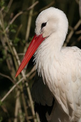 storch