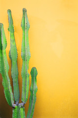 green cactus