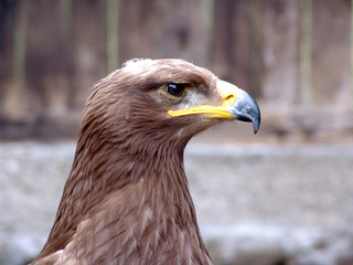 falke