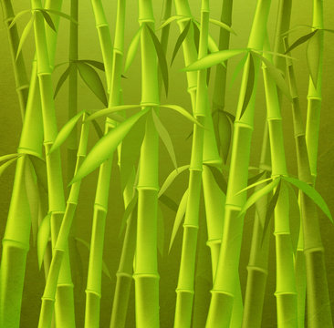 bamboo trees © dip