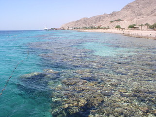 coral dead sea