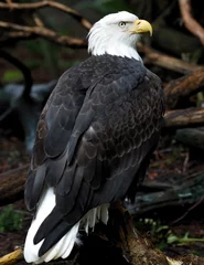 Foto op Plexiglas Eagle Profile © Ralphele