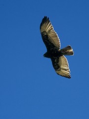 adler