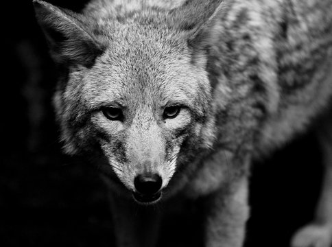 Coyote Close Up