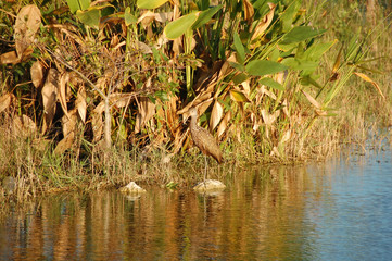 birds of the everglades