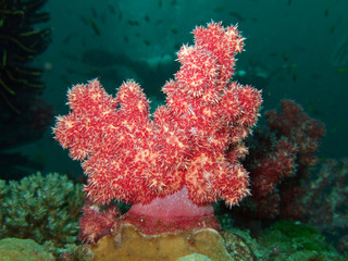 Fototapeta na wymiar miękkich koralowców