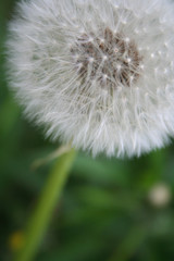 dandelion 2