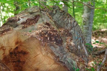 arbre