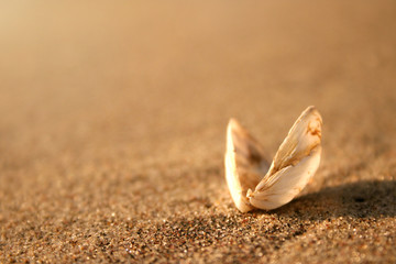 shell close-up