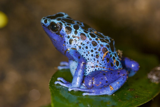 grenouille bleu