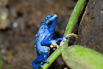 grenouille bleu