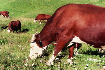 vaches alpines