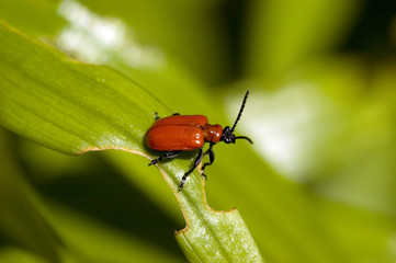 red lily leaf beetle bug