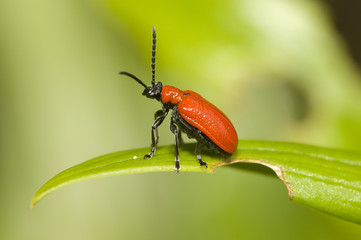red lily leaf beetle bug
