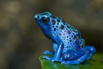 Fototapete Frosch blauer Frosch