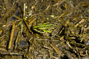 frog