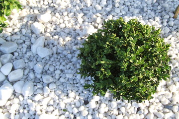 buxus im japanischen garten