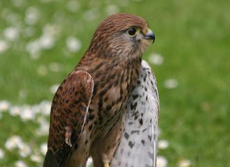 hawk