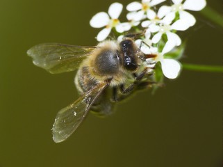 bee on the flower