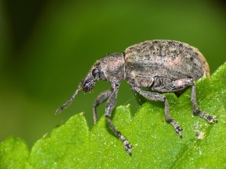 polydrusus mollis