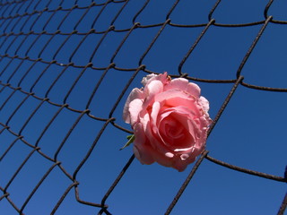 rose sur la grille