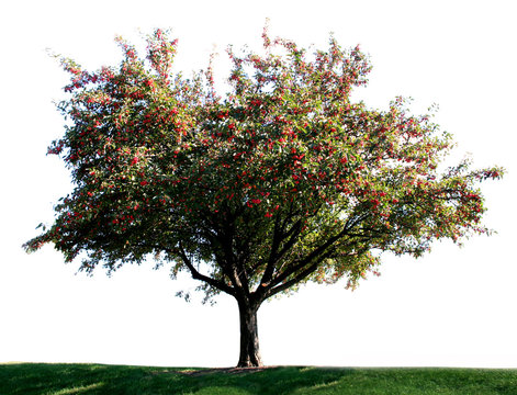 a lone tree