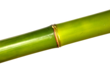 tige de bambou