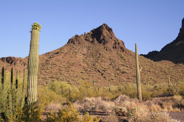 arizona desert