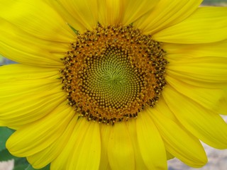 Obraz premium sunflower